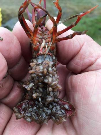 Local crawfish farmer finds unique mudbug